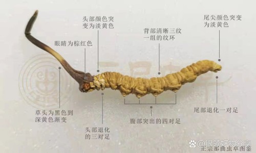 火麻油的功效与作用网-分享火麻油的功效与作用点，巴马火麻油的功效与作用知识库